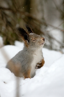 Overly Dramatic Squirrel