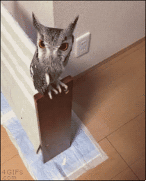 Owl is increasing