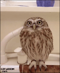 Owl transforms into santa
