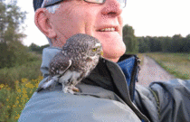 Owlet defends its human territory