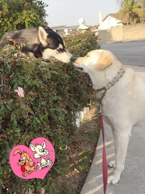 P Every time I take my dog for a walk she has to stop to see her crush Its like Romeo and Juliet