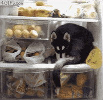 Painfully adorable Husky puppy snuggles inside an open fridge Yea a fridge