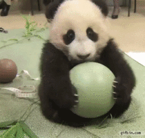 panda baby loves ball