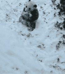 Panda tumbling down the hill