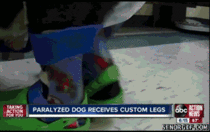 Paralyzed dog receives custom legs