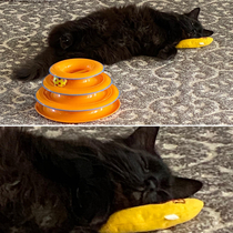 Passed out on a banana toy filled with catnip