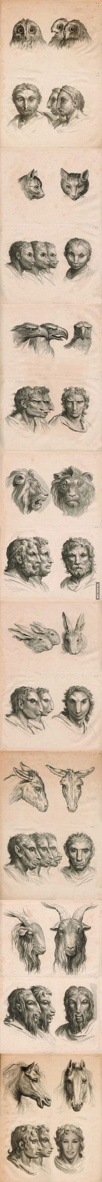 Pencil drawings of what humans would look like if they had evolved from different animal heritages other than apes Interesting work on possible races facial distinctions etc