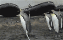 Penguins vs the rope