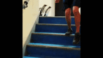 Penguins walking down stairs is exactly what the we need right now