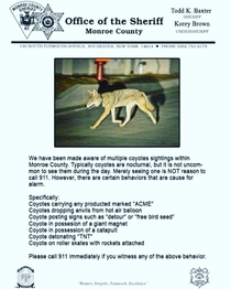People were calling the police to report coyote sightings in my town here is the police departments response