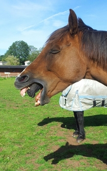 Perfect timing xenomorph horse