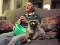 Pet Raccoon