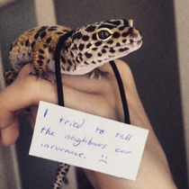 Pet shaming a gecko