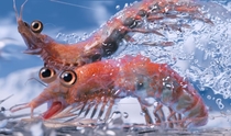Photo of krill before being devoured by blue whale