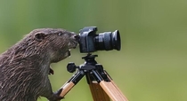Photographer Leopold Kanzler worked with this beaver for two weeks hiding apple slices in his camera to get this shot Im not sure who had more fun me or the beaver but it seemed more than happy with receiving so many tasty treats
