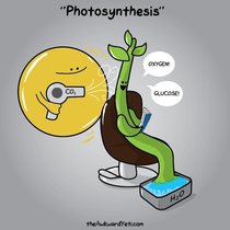 Photosynthesis is just a Plant at a Spa