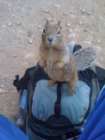 Pic #1 - Grand Canyon locals are taking park security into their own hands
