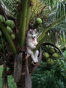 Pic #1 - Husky stuck in coconut tree gets help from internet