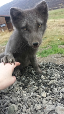 Pic #1 - I met this arctic fox in Iceland once Up close and personal