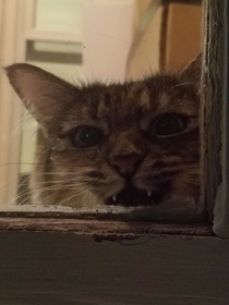 Pic #1 - I think my cat is a horror movie villain