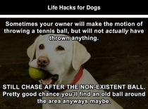 Pic #1 - Life Hacks for Dogs Bark Yeah