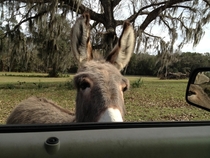 Pic #1 - My neighbor has a mini donkey that will chase you up the driveway until you scratch his head