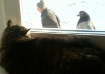 Pic #1 - The evolution of a man a pigeon and cat