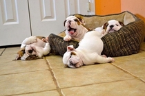 Pic #1 - The stages of getting out of bed in the morning
