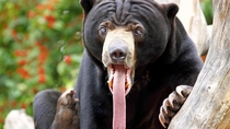 Pic #1 - This is the malaysian bear and I think it should become famous
