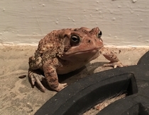 Pic #1 - Toad on my porch needed a hat so I made it happen