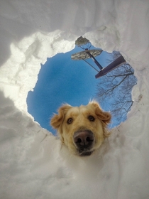 Pic #1 - When you get buried in snow but your dog is a retriever