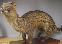 Pic #10 - This is Taxiderpy