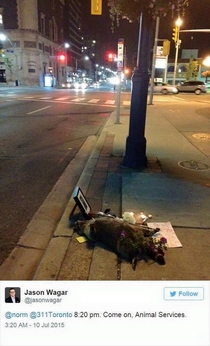 Pic #11 - The Toronto Raccoon Story