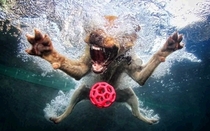 Pic #2 - Dogs  ball  Underwater camera