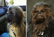 Pic #2 - Dogs that look like other things