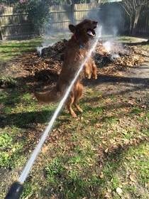 Pic #2 - Goldens make the worst firedogs