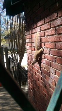 Pic #2 - I made a squirrel mad and now im afraid to go outside Short back story in comments