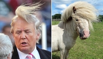 Pic #2 - Things Donald Trump looks like