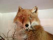 Pic #2 - This is Taxiderpy