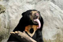Pic #2 - This is the malaysian bear and I think it should become famous