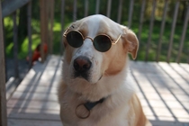 Pic #2 - When Im bored I like to put sunglasses on my dogs