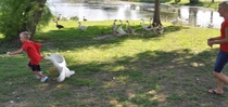 Pic #3 - I told Zack Dont rush the Geese He responds  am not afraid of any animals So what does a good parent do Grab my camera and take pictures of the lesson my son is about to learnThis is the  picture version of the escapade