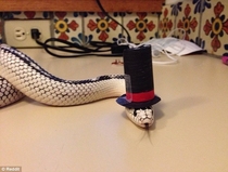Pic #3 - Snakes wearing hats