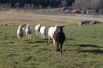 Pic #3 - Today I was attack by a herd of sheep that licked my camera then ran away