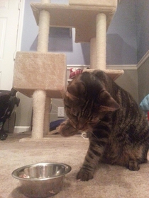 Pic #4 - Every time I feed my cat tuna he eats it with his paws