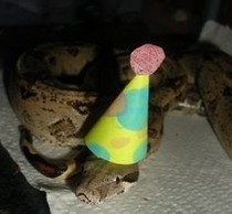 Pic #4 - Snakes wearing hats