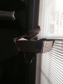 Pic #4 - There was a bird outside my door today I turned him into a Guard Bird He did his job well