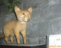 Pic #4 - This is Taxiderpy