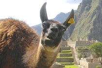 Pic #5 - I was top comment earlier on a post about a llama in Machu Piccu You guys sent me a bunch of funny llama pics as replies so I compiled them all into  album Enjoy