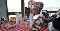Pic #5 - Penguin couple celebrates nd Valentines Day